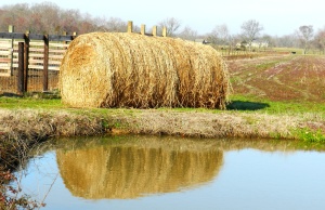 Effects of agricultural regulations up in the air