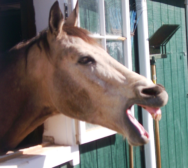 anti-intellectualism