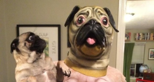 City Sentinel’s double pug obituaries confuse pug lover