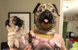 City Sentinel’s double pug obituaries confuse pug lover