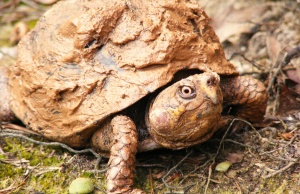 Turtle nets and abortion: Laws changed while you slept abortion