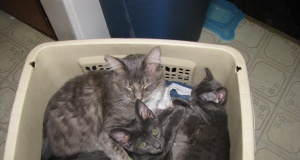 An essay on love: Grandmothers and kittens kittens