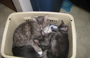 An essay on love: Grandmothers and kittens kittens
