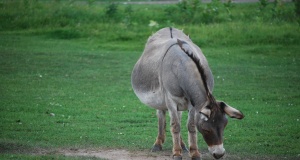 Rebuttal: Why I’m NOT a conservative Republican conservative Republican