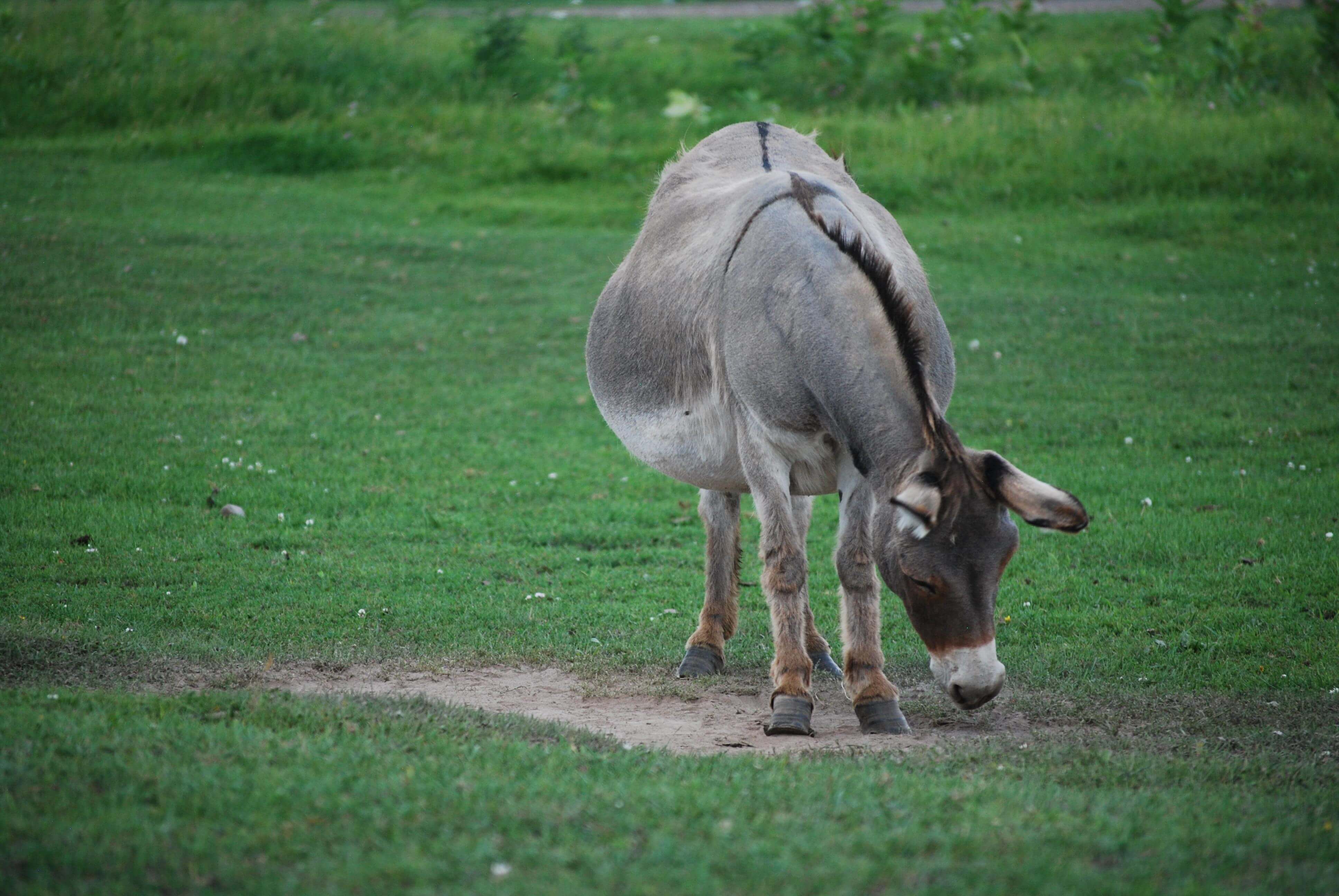 conservative Republican