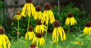 Master gardener: Quit wasting money in your garden garden