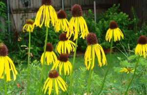 Master gardener: Quit wasting money in your garden garden