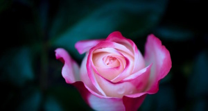 Poem for a sleepless night: Stranger in Love poem