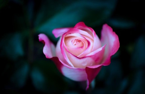 Poem for a sleepless night: Stranger in Love poem