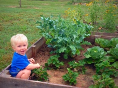 Making the case for school gardens as classrooms school gardens