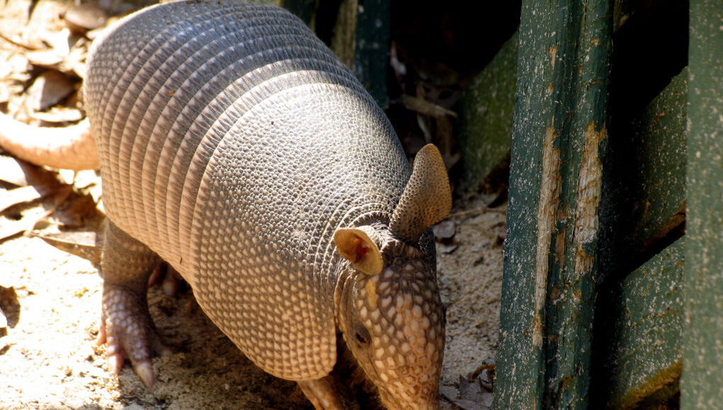 Armadillo