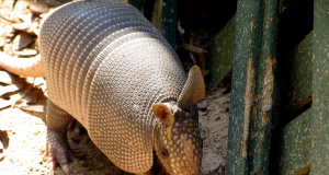 Of armadillos and generals Armadillo