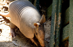 Of armadillos and generals Armadillo