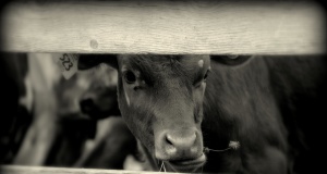 Letter: Oppose SQ 777 ‘Right to Farm’ Right to Farm