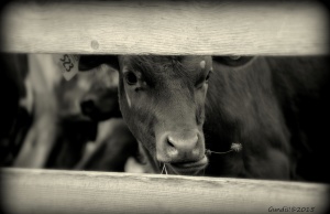 Letter: Oppose SQ 777 ‘Right to Farm’ Right to Farm