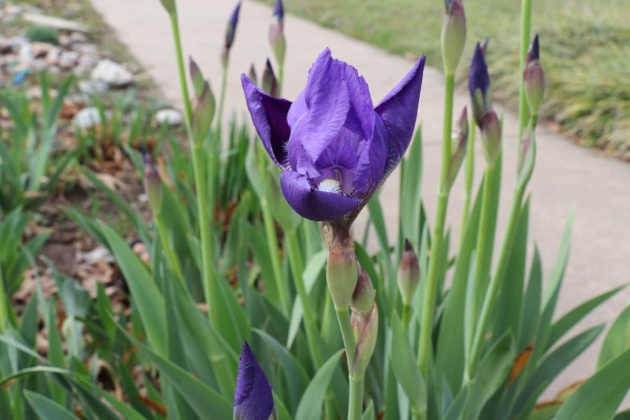 iris blossom