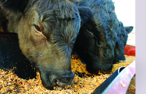 Oklahoma Animal Study ‘first of its kind’ Oklahoma Animal Study