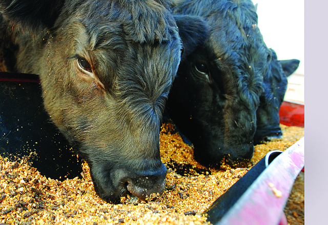 Oklahoma Animal Study