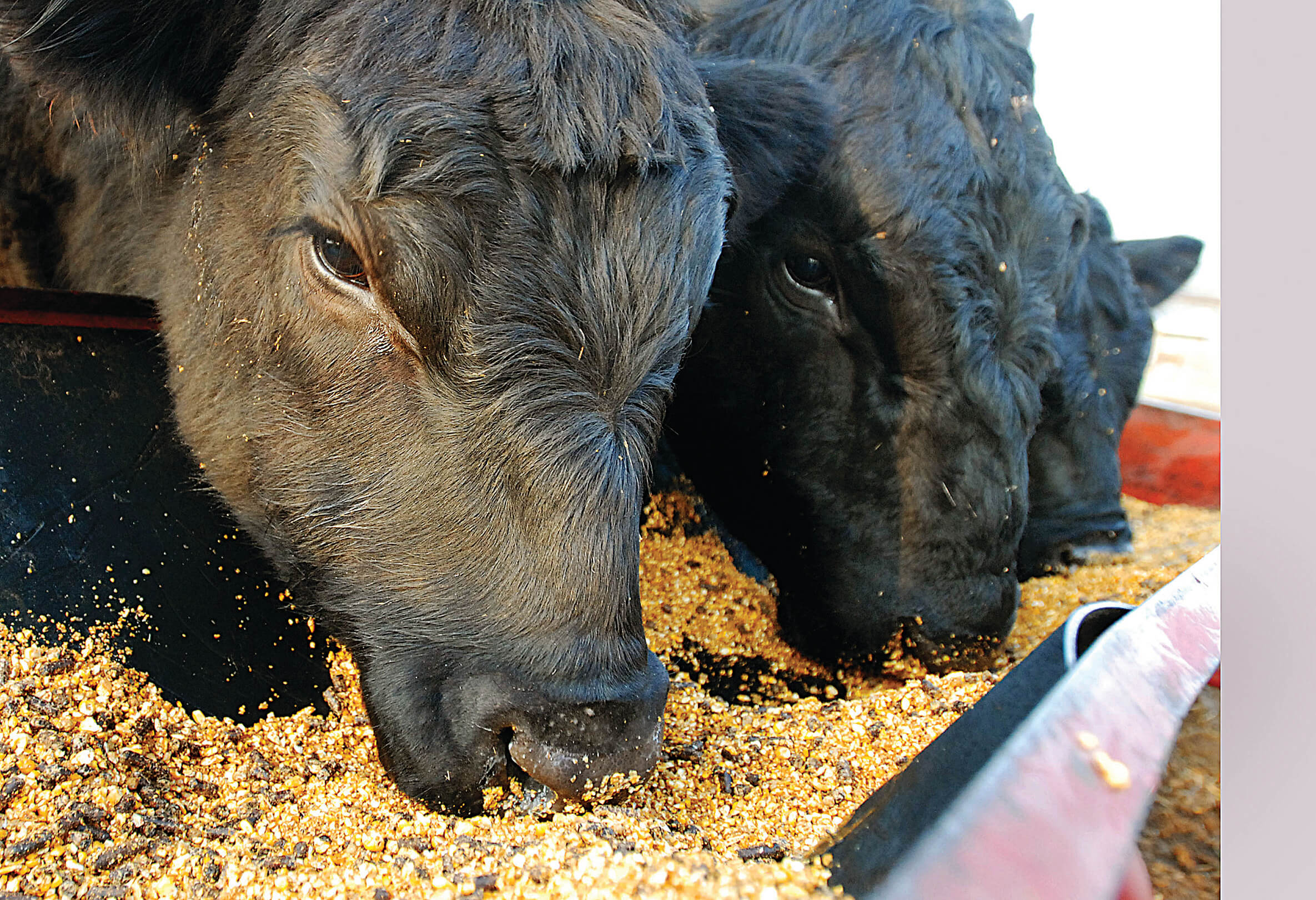 Oklahoma Animal Study