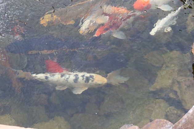 Koi fish