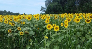 ‘Sweet Tea and Sunflowers,’ a short story Sunflowers