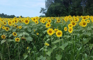 ‘Sweet Tea and Sunflowers,’ a short story Sunflowers