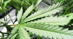 Failed marijuana lawsuit exposes faux Federalists federalists