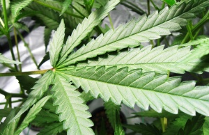 Failed marijuana lawsuit exposes faux Federalists federalists