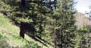 Black Canyon of The Gunnison: Failure is an option Black Canyon of The Gunnison
