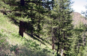 Black Canyon of The Gunnison: Failure is an option Black Canyon of The Gunnison
