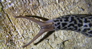 WTF: Legislative panhandling and government inaction Government inaction