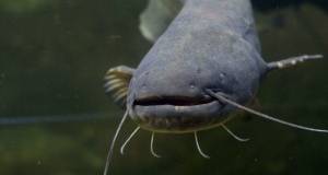 FTW: Autism coverage, budget balancing and catfishing catfishing