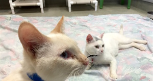 ‘Pressed’ releases: Meowapalooza, rain barrels & fishin’ Meowapalooza