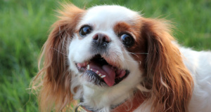 Listen up, loser: Let’s talk about political correctness Tongue