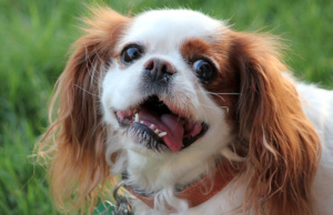 Listen up, loser: Let’s talk about political correctness Tongue