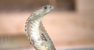 Sundaze: The going price for venom venom