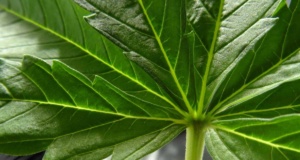 Dorman: Medical marijuana makes ballot in Oklahoma medical marijuana