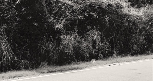 Sundaze: Terence Crutcher’s forest & ‘The rot in my yard’ The rot in my yard