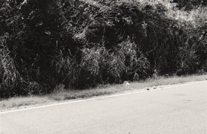 Sundaze: Terence Crutcher’s forest & ‘The rot in my yard’ The rot in my yard