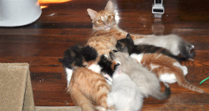 Rebuttal: Pets & People article misinformed, incorrect Pets & People