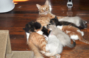 Rebuttal: Pets & People article misinformed, incorrect Pets & People