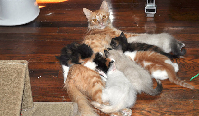 Pets & People