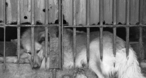 Yukon animal shelter’s no-kill policy hides ‘dark truths’ Yukon animal shelter