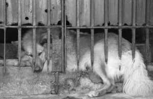 Yukon animal shelter’s no-kill policy hides ‘dark truths’ Yukon animal shelter