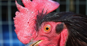 SQ 777: Contentious issue creating collateral damage collateral damage