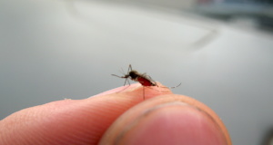 Despite WHO downgrade, Zika an ongoing health crisis Zika virus