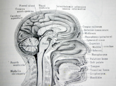 ‘The mind, the will and the brain’ The will and the brain