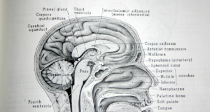 ‘The mind, the will and the brain’ The will and the brain