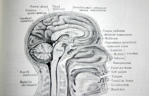 ‘The mind, the will and the brain’ The will and the brain