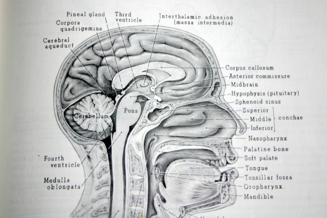 The will and the brain